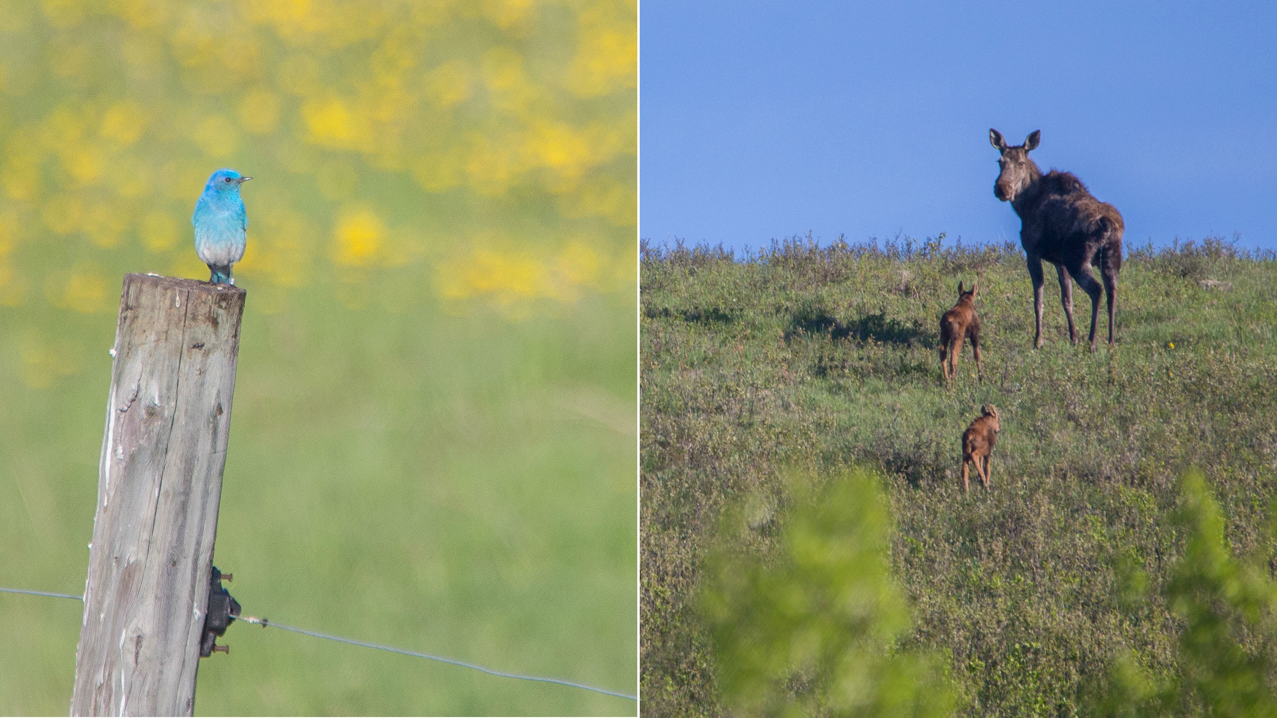 A bluebird on a fence post, and a mother moose with two calves behind the fence on ranch lands along Highway 533 in southwestern Alberta. (Robson Fletcher/CBC)